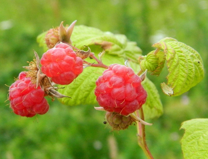 Image of Rubus idaeus specimen.
