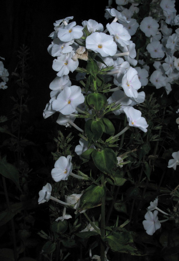 Image of Phlox maculata specimen.
