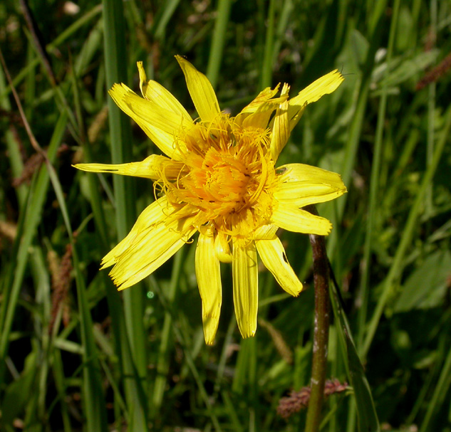 Image of Scorzonera humilis specimen.