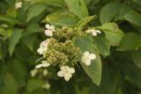 Hydrangea paniculata. Верхушка побега с соцветием. Владивосток, ботанический сад-институт ДВО РАН. 11 августа 2012 г.