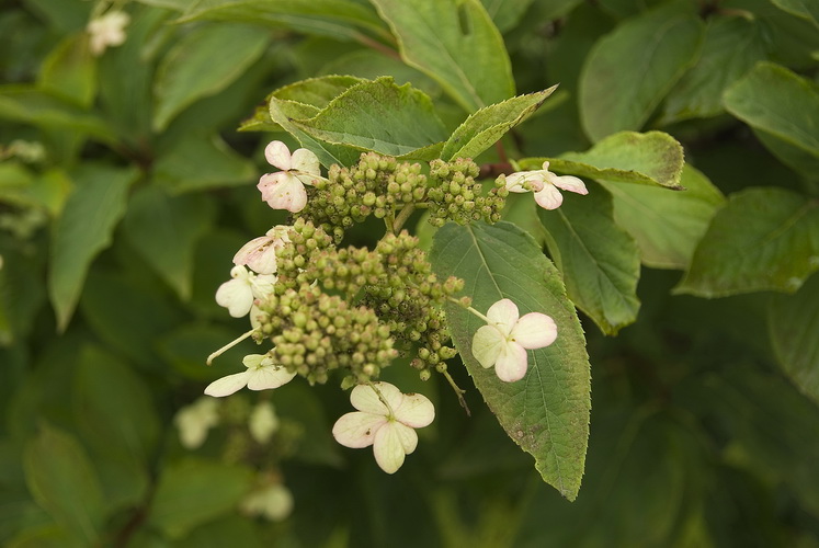 Image of Hydrangea paniculata specimen.