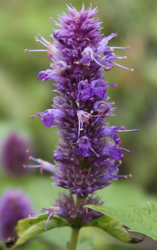 Image of genus Agastache specimen.