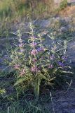 Phlomis regelii. Цветущее растение. Южный Казахстан, нижний Боролдай, 2 км выше пос. Коктюбе. 31.05.2012.