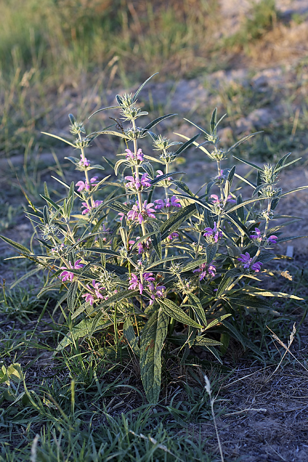 Изображение особи Phlomis regelii.