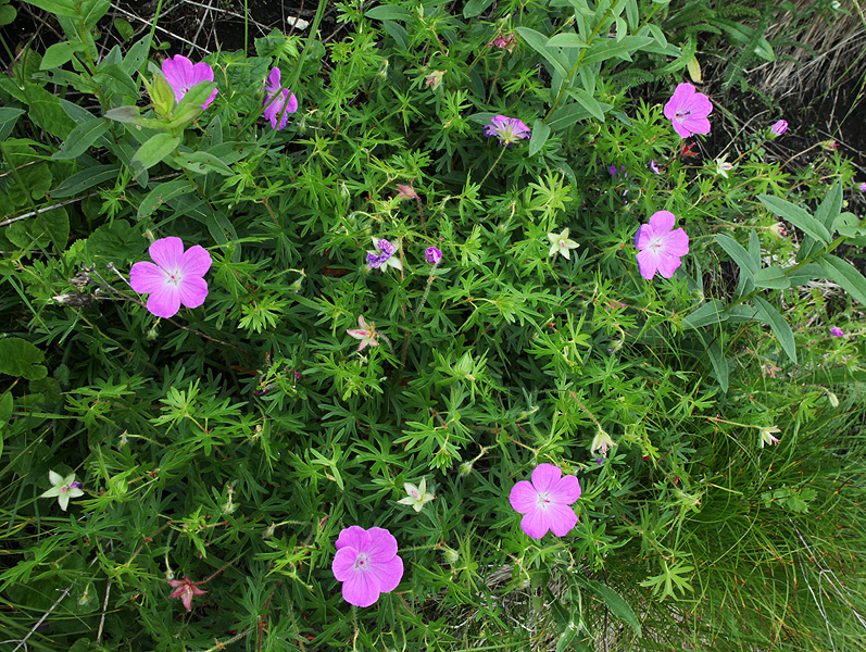 Image of Geranium sanguineum specimen.