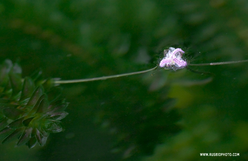 Image of Elodea canadensis specimen.