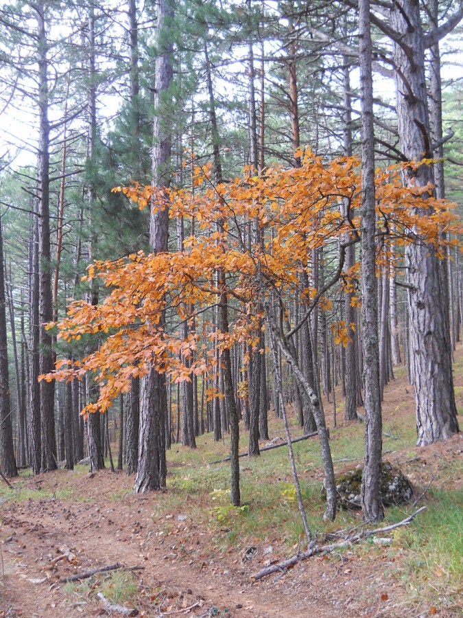 Image of Sorbus torminalis specimen.