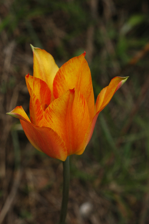 Image of Tulipa ostrowskiana specimen.