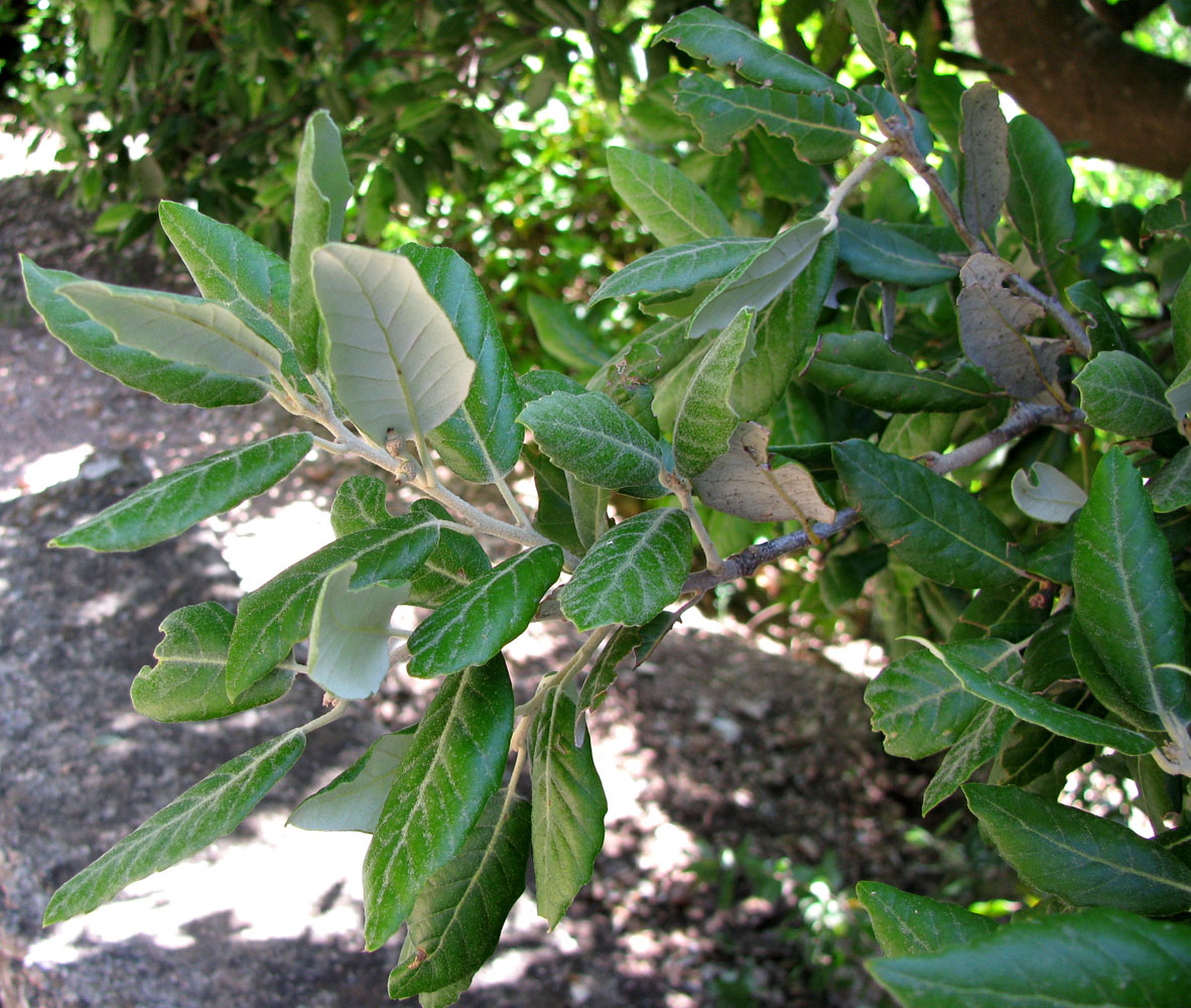 Изображение особи Quercus suber.