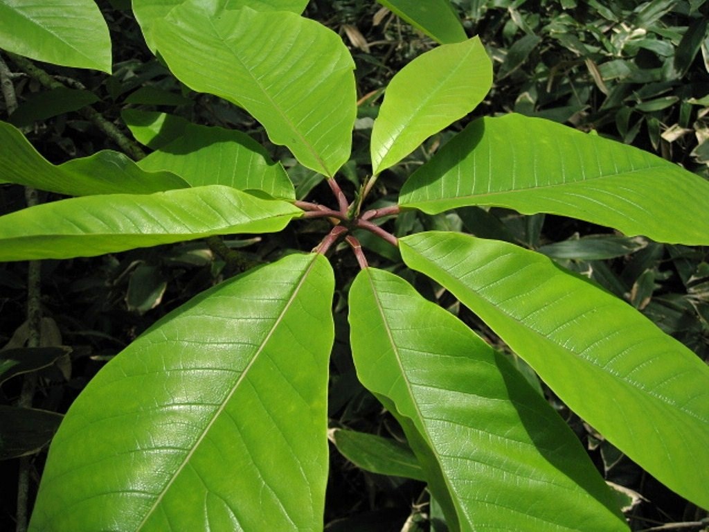 Image of Magnolia hypoleuca specimen.