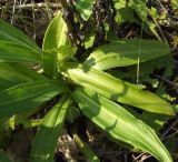 Gentiana cruciata