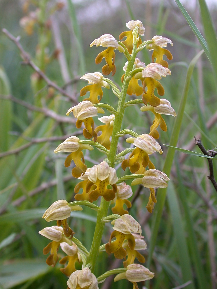 Изображение особи Orchis punctulata.