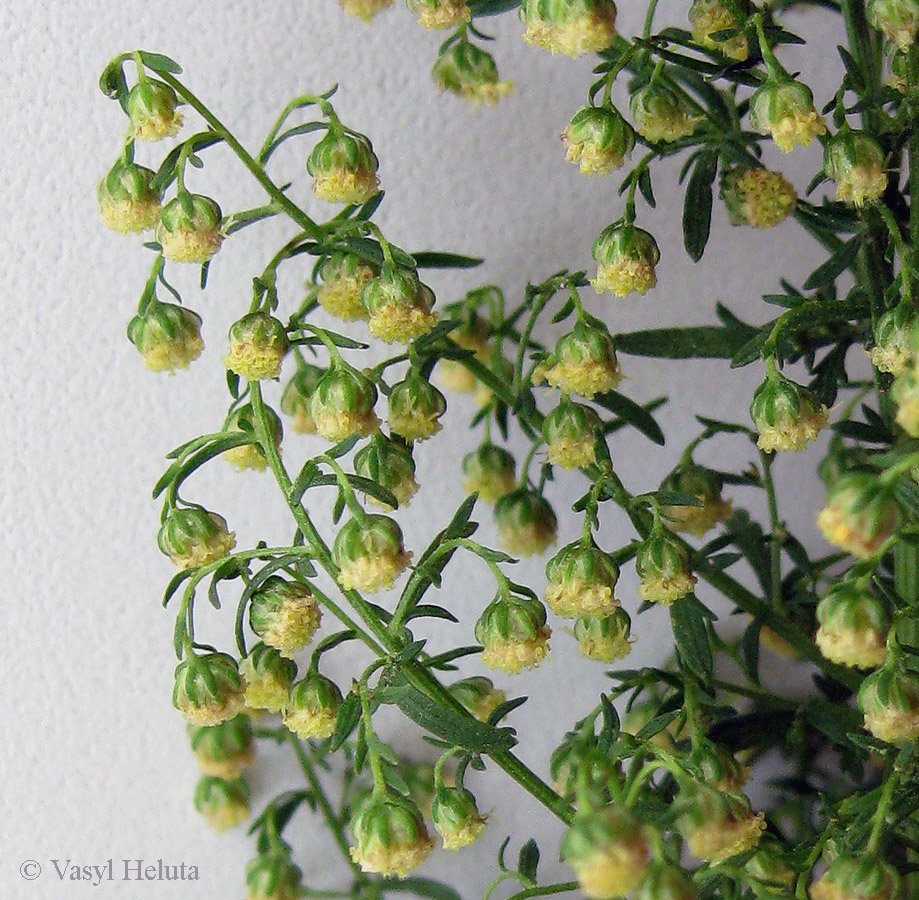 Изображение особи Artemisia annua.