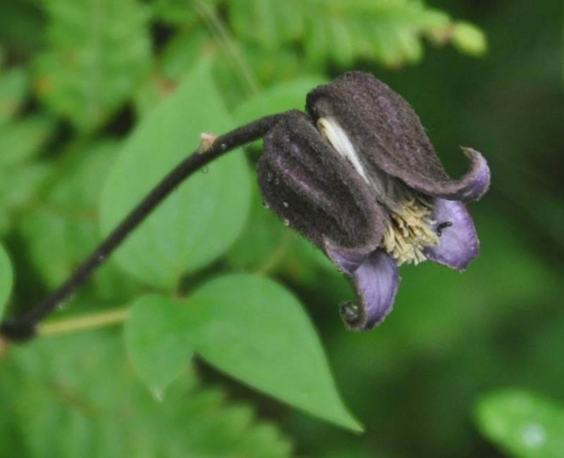 Изображение особи Clematis fusca.