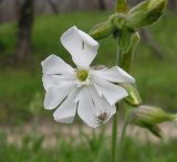 Image of taxon representative. Author is Владимир Свириденко