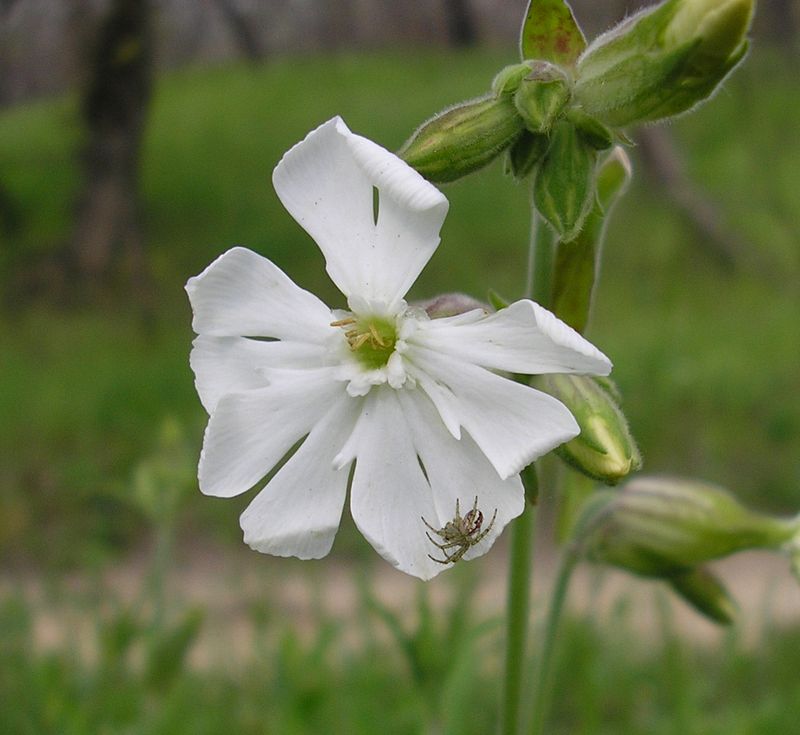 Image of Melandrium album specimen.