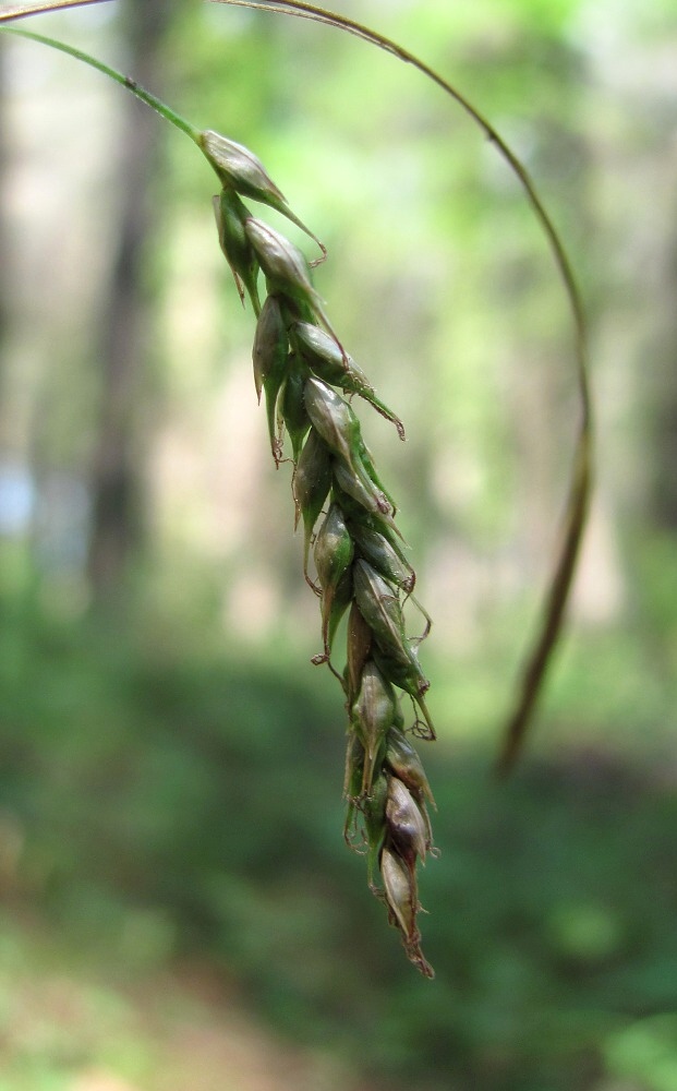 Image of Carex hypaneura specimen.