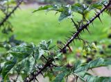 Solanum atropurpureum