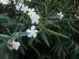 Nerium oleander