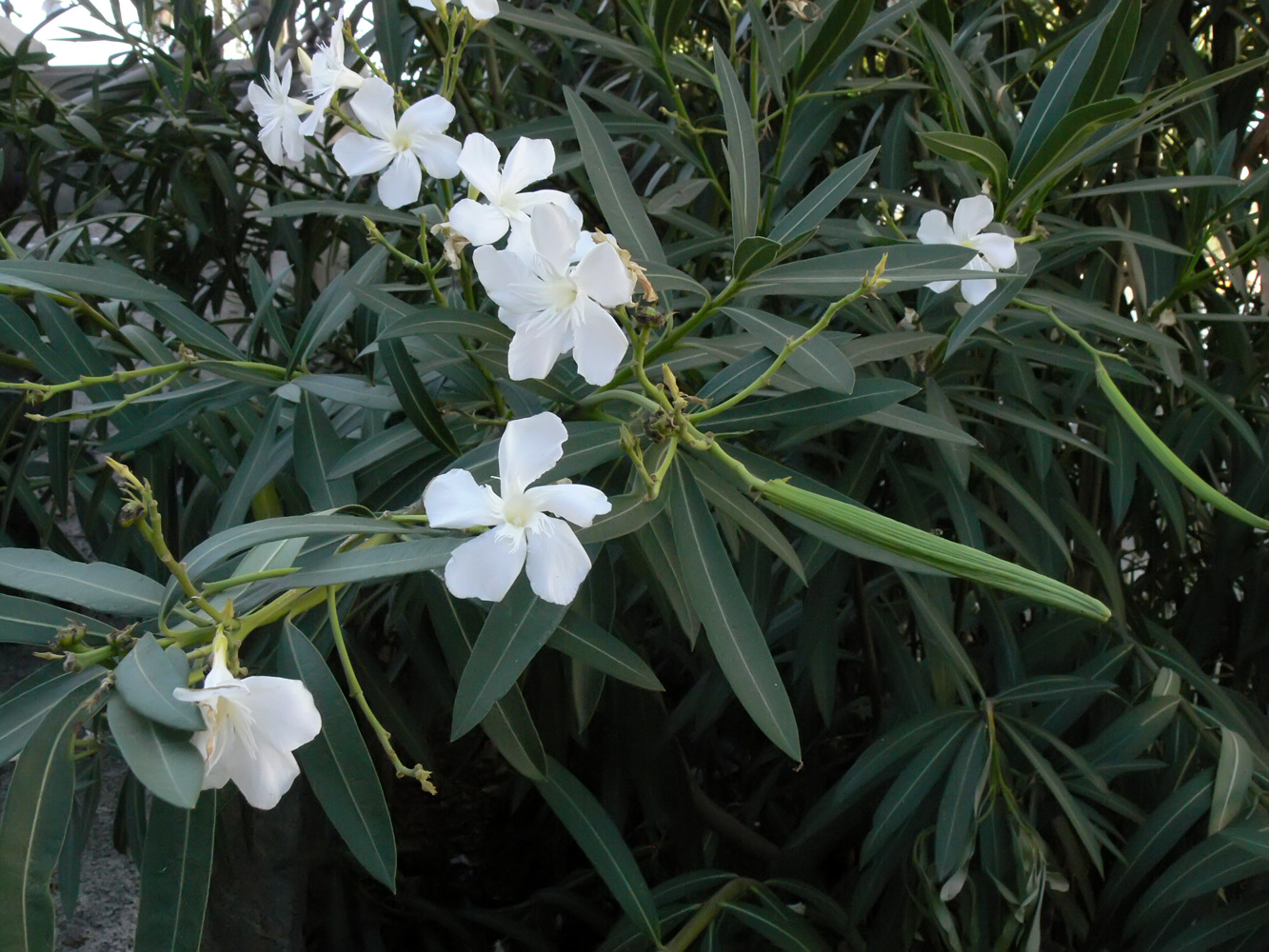 Image of Nerium oleander specimen.