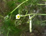 Ranunculus sphaerospermus. Цветущее растение у горного источника. Туркменистан, хр. Кугитанг, село Койтен. Июнь 2012 г.