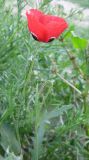 Papaver umbonatum. Верхушка побега с цветком. Израиль, г. Беэр-Шева, рудеральное местообитание. 18.02.2013.