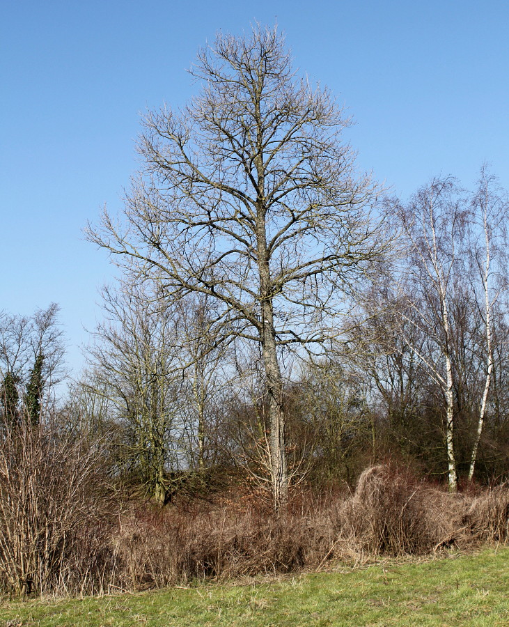 Image of Corylus colurna specimen.