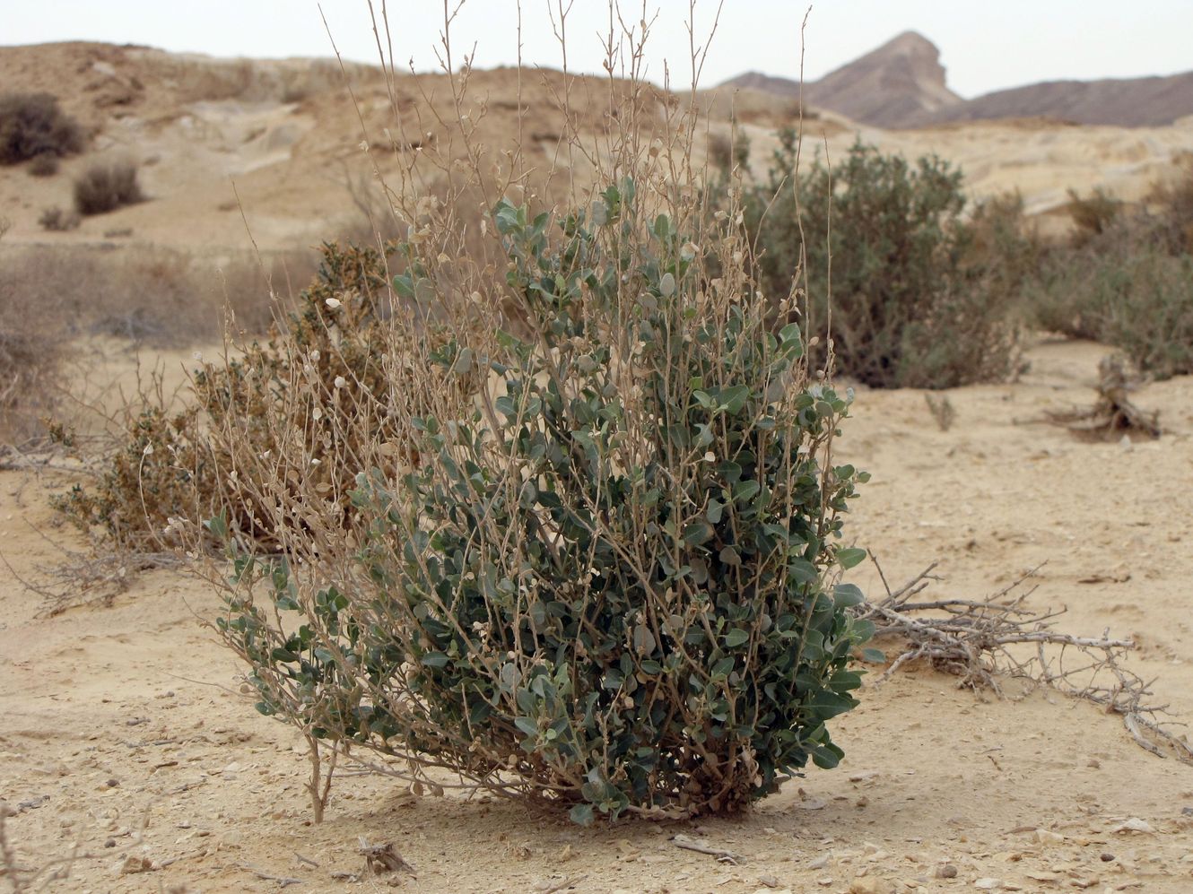 Image of Atriplex halimus specimen.