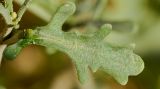 Image of taxon representative. Author is Татьяна Мальчинская