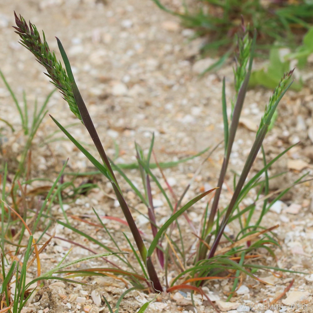 Изображение особи Poa bulbosa ssp. vivipara.