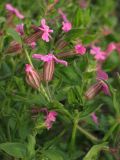 Silene pendula