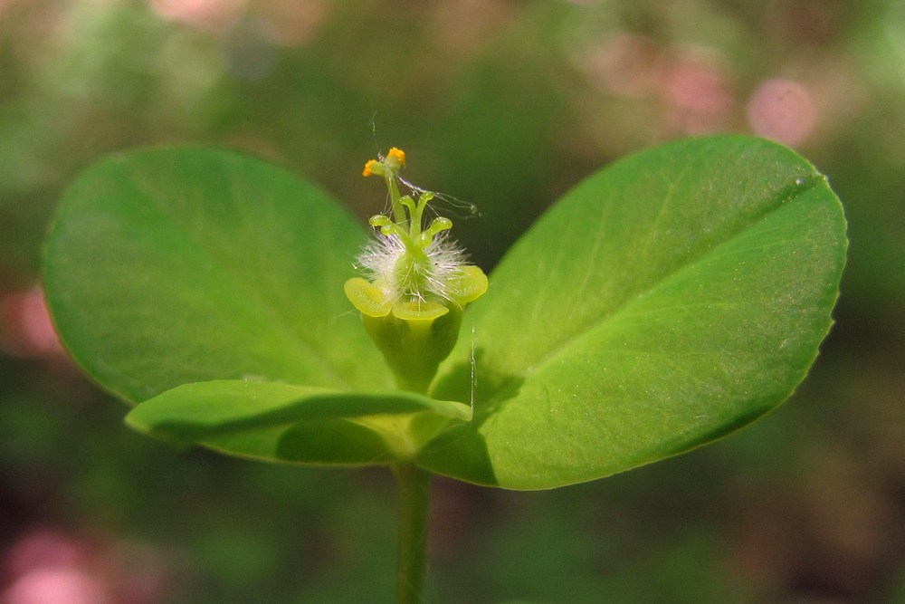 Изображение особи Euphorbia tauricola.