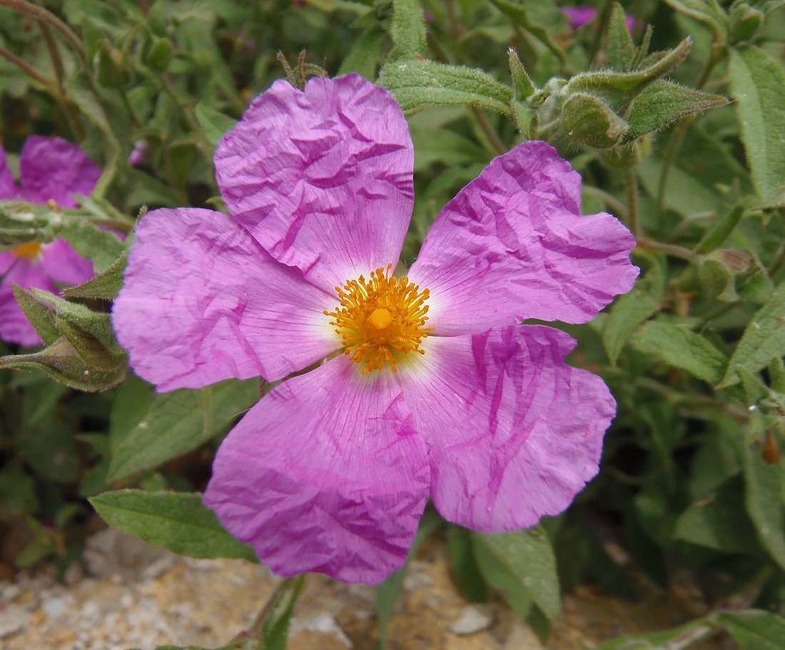 Image of Cistus tauricus specimen.