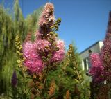 Spiraea &times; billardii