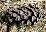 Pinus contorta. Прошлогодняя опавшая шишка. Ставропольский край, г. Кисловодск, Курортный парк верхний, посадки на пологом склоне. 27.03.2013.
