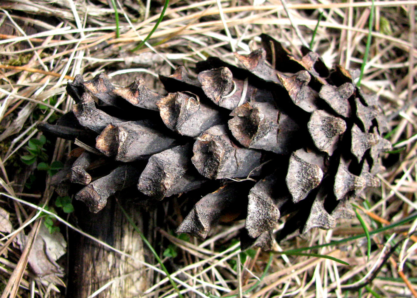 Image of Pinus contorta specimen.