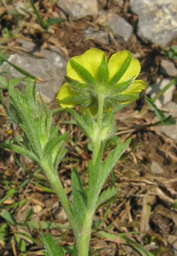 Image of genus Potentilla specimen.