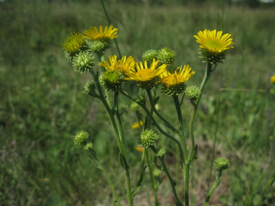 Image of Inula aucheriana specimen.