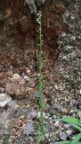 Arabis borealis. Цветущее растение. Архангельская обл., Пинежский р-н, восточные окр. Пинежского заповедника, на обрыве у дороги. 21.06.2013.