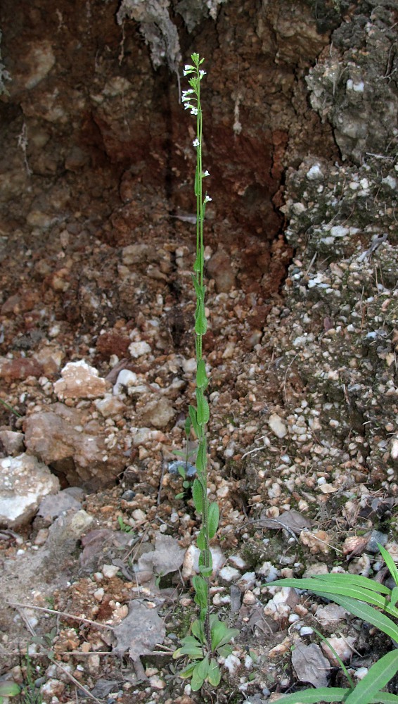 Image of Arabis borealis specimen.