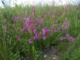 Polygala major