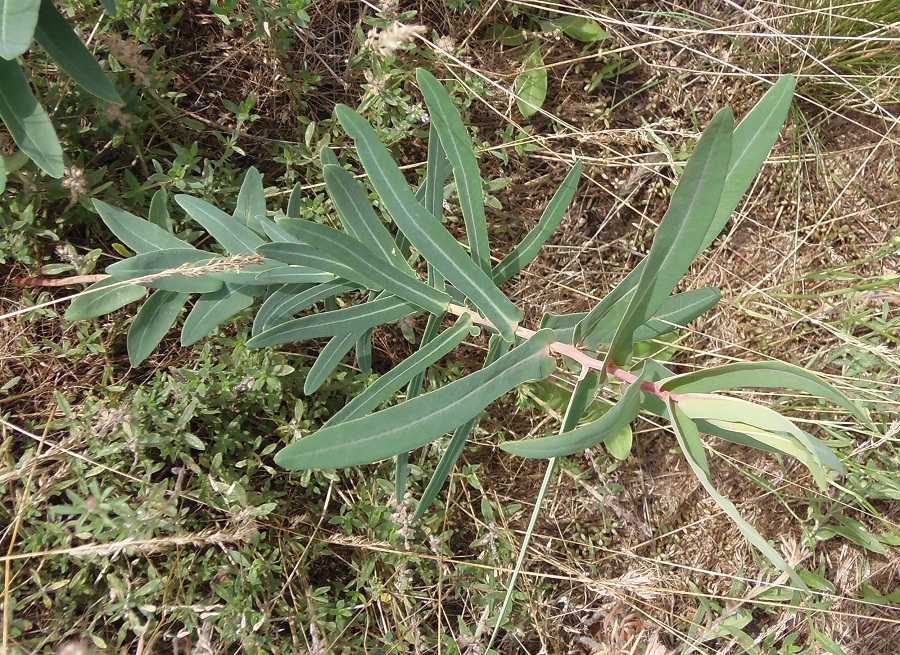 Изображение особи Euphorbia palustris.