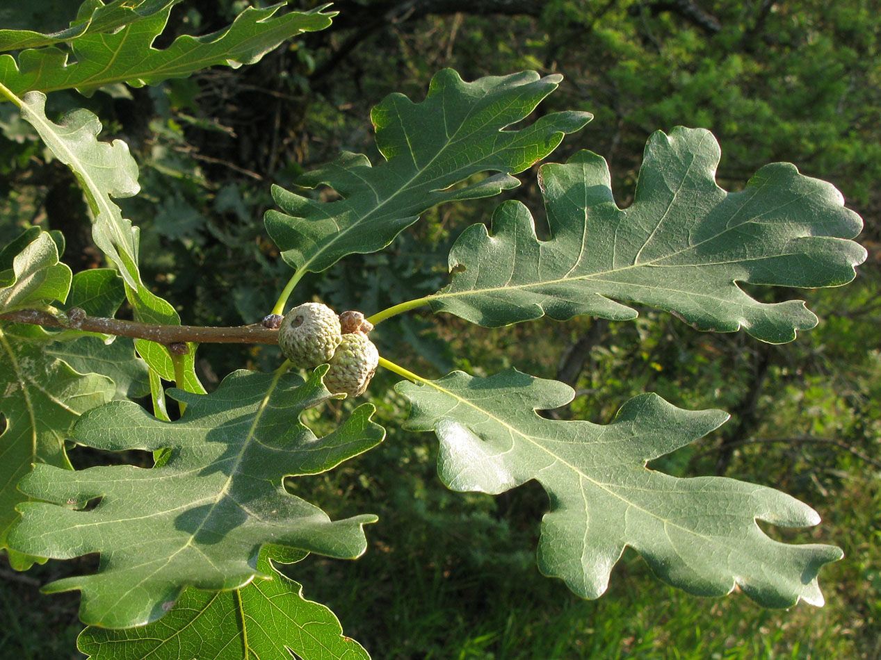 Изображение особи Quercus pubescens.