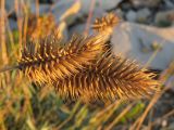 Agropyron pinifolium. Соплодия. Краснодарский край, Новороссийск, м. Шесхарис, прибрежная гора Маркотхского хребта, можжевеловое редколесье, выс. 536 м н.у.м. 21.07.2013.