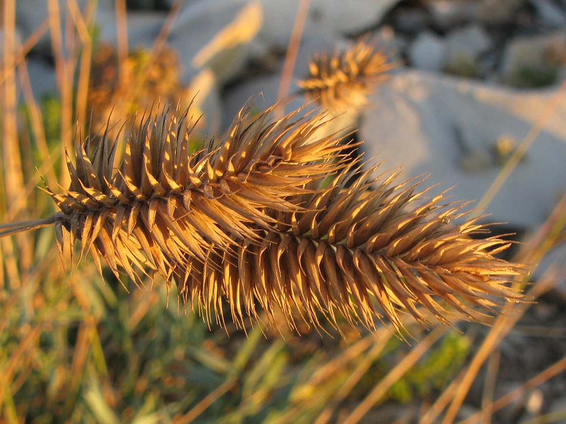 Изображение особи Agropyron pinifolium.