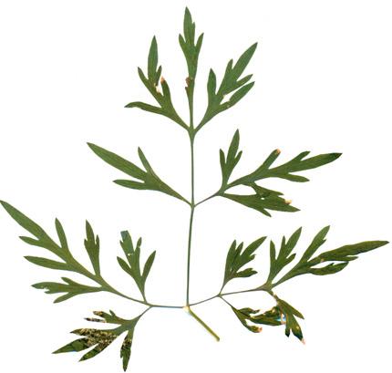 Изображение особи Aethusa cynapium.