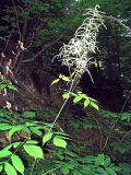 Aruncus sylvestris