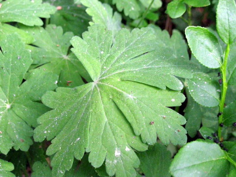 Image of Geranium macrorrhizum specimen.