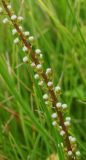 Triglochin asiatica