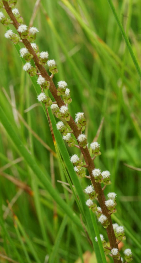 Image of Triglochin asiatica specimen.